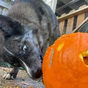 Meet your Posher, Karia